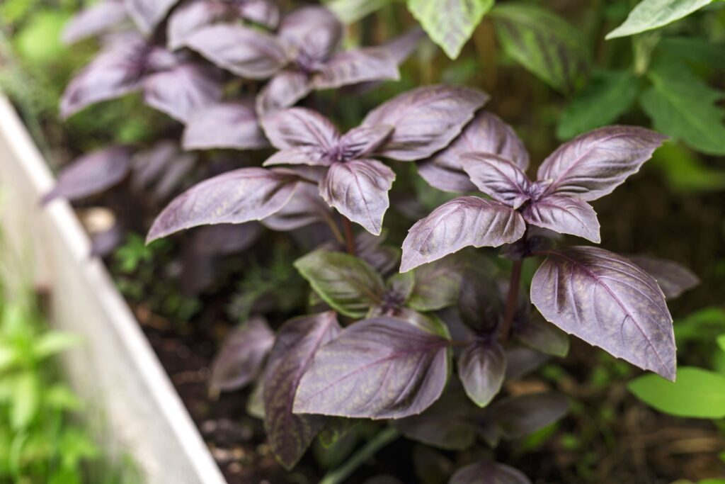 Purple Freddy Basil Seeds Farmhouse Seeds